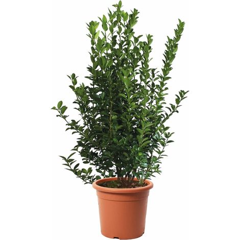 Euonymus Japonicus - Evonimo Giapponese - Piante da Siepe da Esterni - Piante Vere Resistenti da Giardino - H 100-125 cm Vaso Ø 30 cm (1/3)
