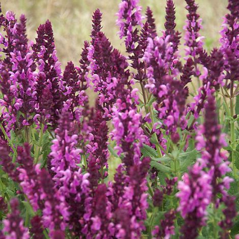 4 x Sauge nemorosa - Salvia nemorosa 'Rose Queen' - godet 9x9 (1/4)