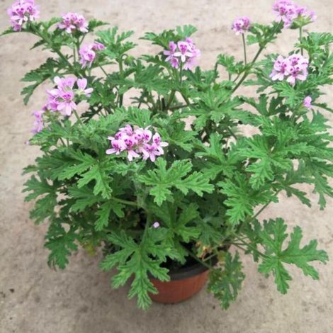 1000 Graines de Géranium Citronnelle Anti-moustiques – Semences De Plante Aromatique Vivace Pour Jardin, Balcon Et Patio – Répulsif Naturel Facile À Planter