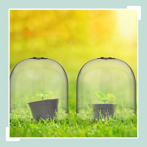 Campane per piante da giardino set da 10 - protezione da parassiti e intemperie (1/5)