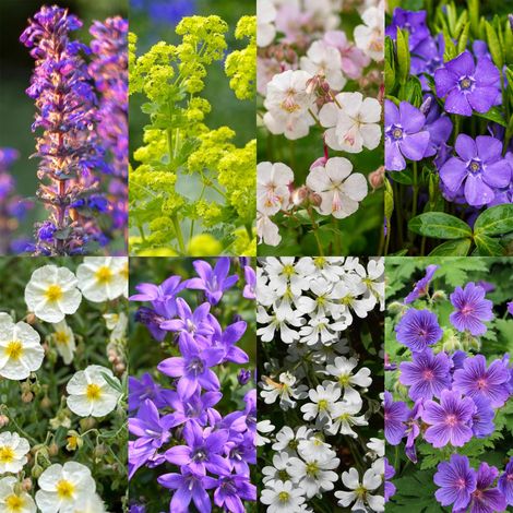 Kit 8 Plantes Vivaces Couvre-Sol pour Bordure et Jardin, Couleurs Variées, Pot 11 cm, 1 m² - PANGIVO (1/5)