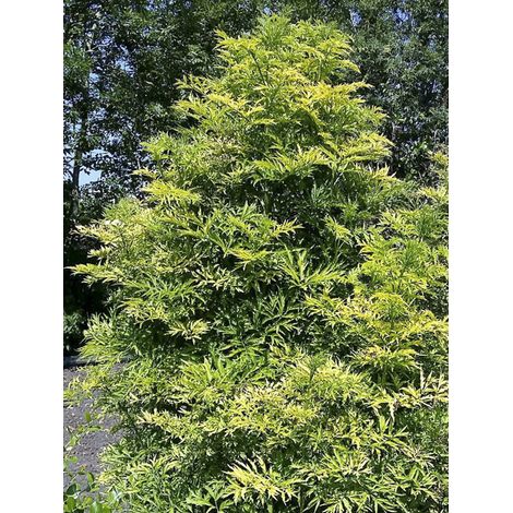 Sureau noir 'Golden Tower' Pot de 3L/4L