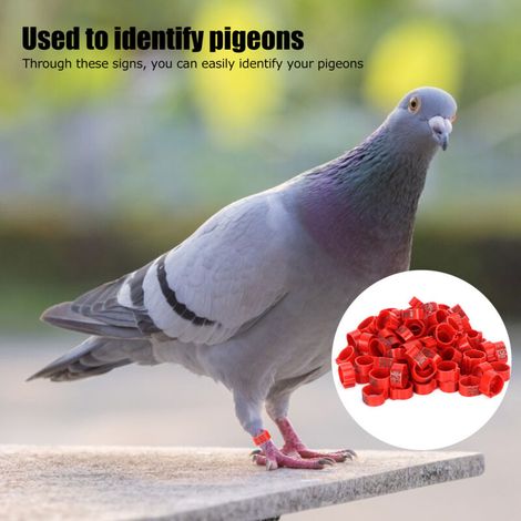 Bague de pigeon identifiante 100Pcs 001‑100 Annelier pour volaille 12mm rouge avec chiffre Matériel plastique durable pour la identification de vos oiseaux