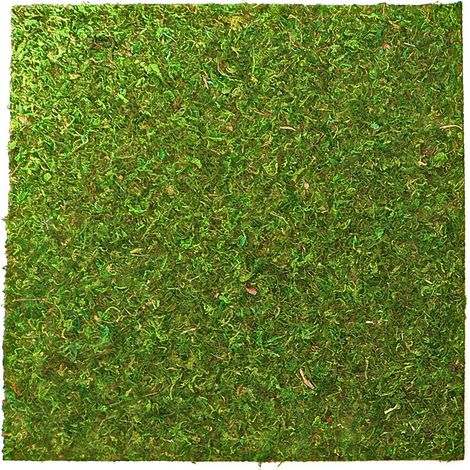 ANTECEDENTES Sustrato de musgo natural para terrario vivo 45X45CM 2 PIEZAS (1/5)