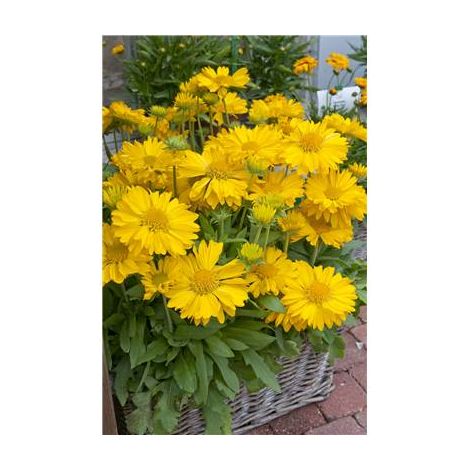 GAILLARDE CHLOE -  Jaune bouton d'or - 3 GODETS