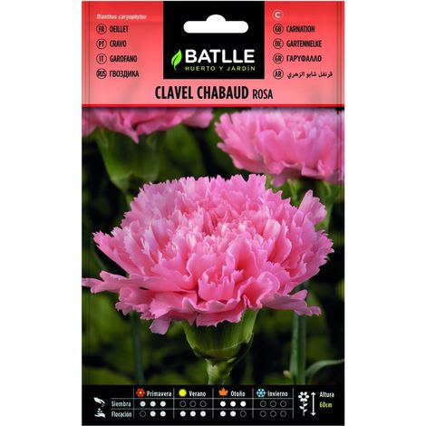 Semillas de Clavel Chabaud Rosa sobre