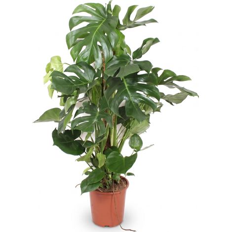 Monstera Deliciosa XXL - Plante Verte Tropicale d'Intérieur - Hauteur 140 cm - Pot Ø 27 cm - PANGIVO