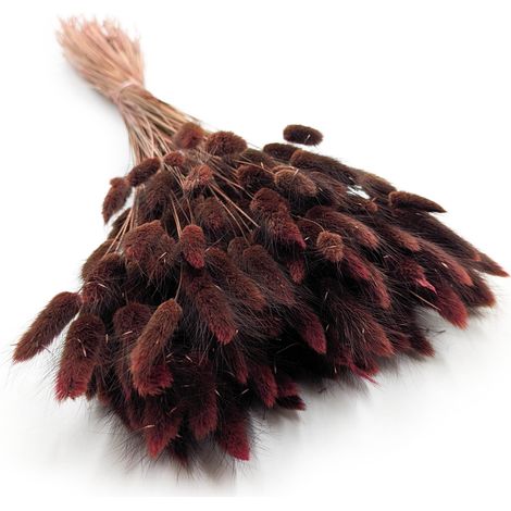 Lagurus Seco - Lagurus ovata - Castaño