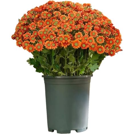 Crisantemi artificiali, una simulazione autunnale in piena vista di Orange (1/2)