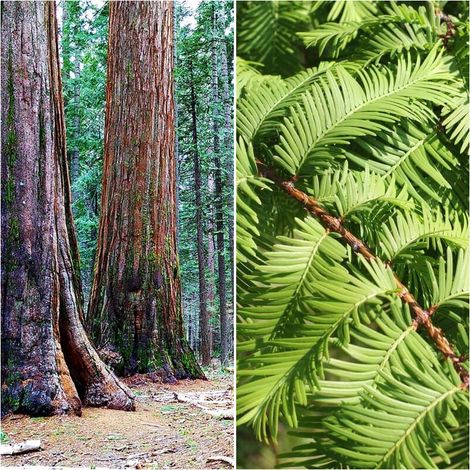 Semillas de Secuoya del Amanecer. Metasequoia Gliptostroboides. 5 Gramos