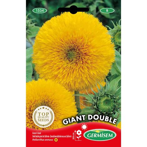 Graines Soleil double géant de Californie GIANT DOUBLE
