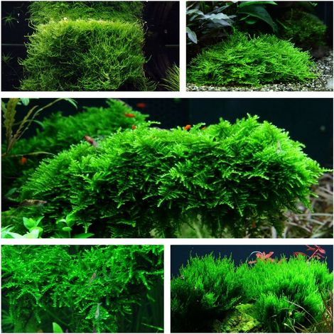 Moos Set mit 5 Tropica in Vitro Pflanzen Aquariumpflanzenset Nr.57