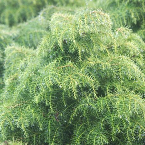 Cèdre du Japon Elegans Viridis, Cryptomeria/Pot de 7,5L - 40/60 cm (1/3)