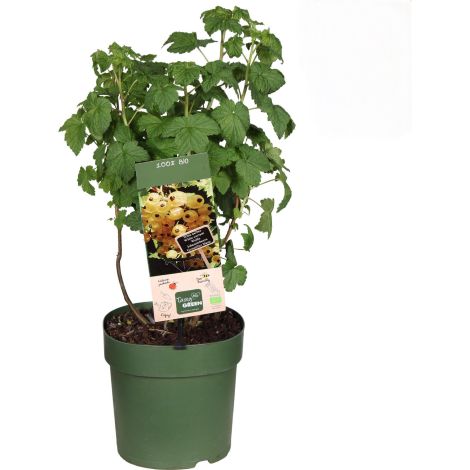 Ribes bianco "Ribes sativum" frutti di bosco pianta in vaso  18 cm (1/5)