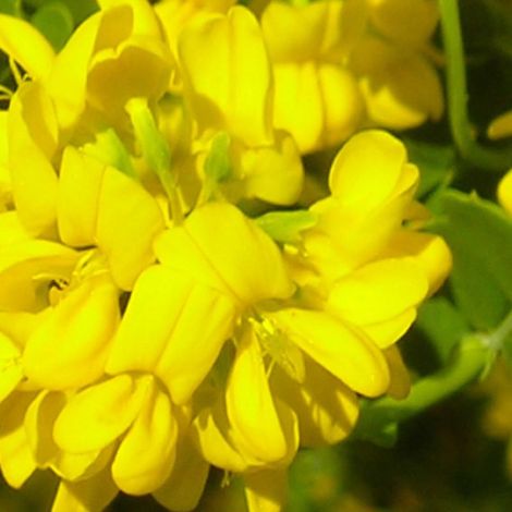 Pépinières Naudet – Coronille glauque – Arbuste persistant de moins d'un mètre – Fleurs jaunes parfumées – Rustique jusqu'à -10°C – Exposition ensoleillée (1/3)