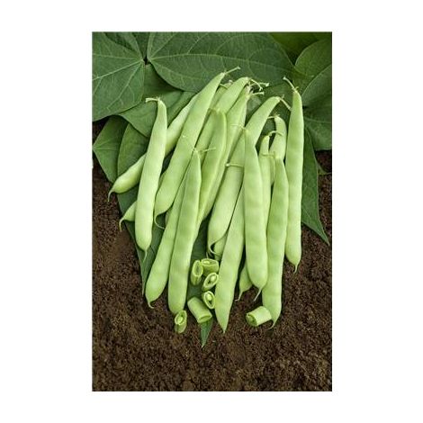 HARICOT NAIN DULCINA - 150 G
