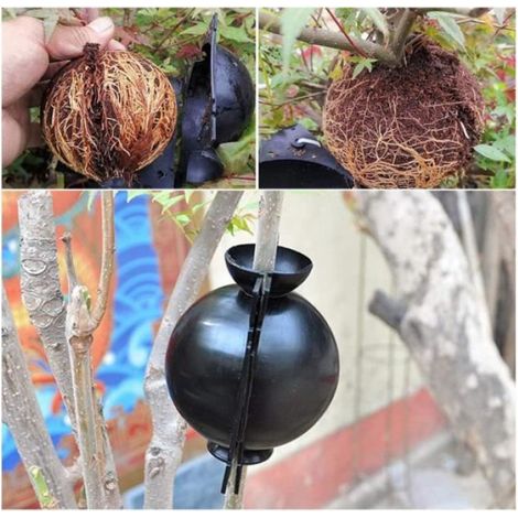 Boîte de Greffage de Plantes - Noir - Asymétrique - Plastique (1/4)