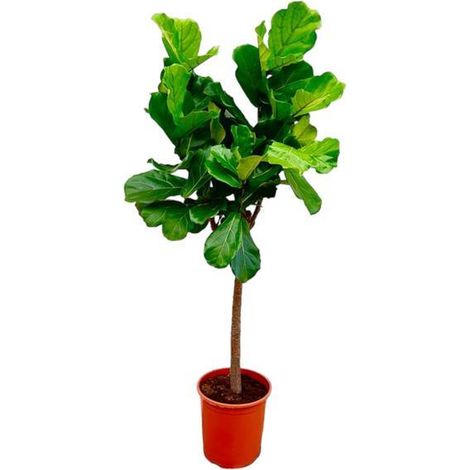 Ficus Lyrata Figuier Lyre Plante Verte d'Intérieur Naturelle Arbre 160 cm Pot de 27 cm - PANGIVO