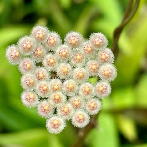 HOYA PARVIFLORA (fiore di cera) (1/2)