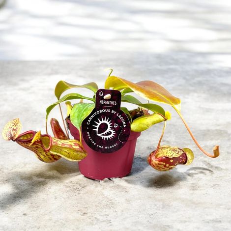 Gardenaria Nepenthes 'Gaya' - Pianta da interno ornamentale - Altezza: 17 cm (vaso 12) (1/5)