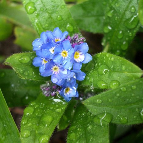 4 x Myosotis des marais - Myosotis palustris  - godet 9x9 cm (1/4)