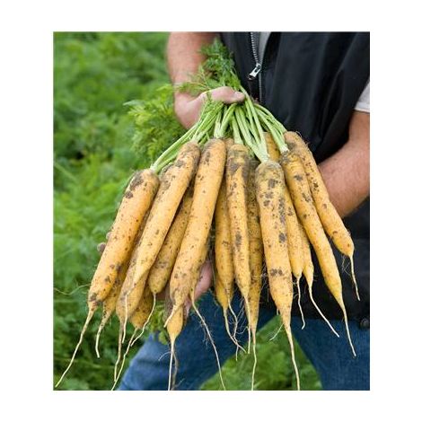 CAROTTE MELLO-YELLO HF1 - Graines de légumes -1000 GRAINES