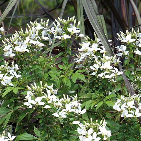 Cléome 'Senorita Blanca' Mini-motte Ø 3/4 cm, Plant vert de 5 à 10 cm de haut (par 3)