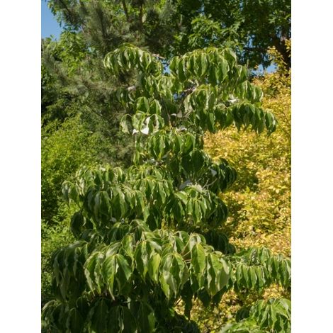 Cornouiller du Japon 'Flower Tower' Pot de 4L/5L (1/2)