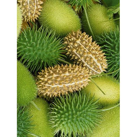 Concombre d'ornement 'Deco Fruits Mix' le sachet de 100 graines (1g)