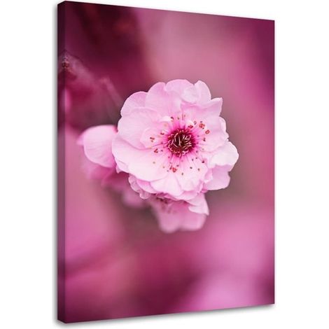 Tableau sur toile Fleur de cerisier Rose Nature 40x60 (1/5)