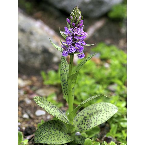 Orchis tacheté Godet de 8/9 cm