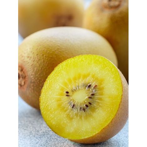 Kiwi jaune femelle 'Kiwi Gold' Pot de 1,5L/2L