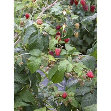 Framboisier remontant 'Autumn Belle' Pot de 2L/3L (1/4)
