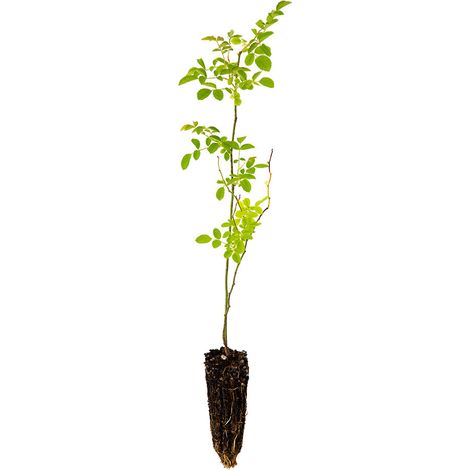 Rosa canina - rosa canina - alveolo forestale piccolo (1/2)