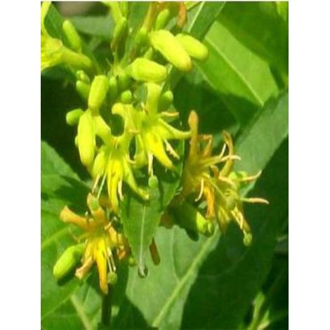 Diervilla splendens Pot de 2L/3L (1/2)