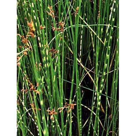 Scirpus lacustris tabernaemontani 'Zebrinus' Godet de 8/9 cm