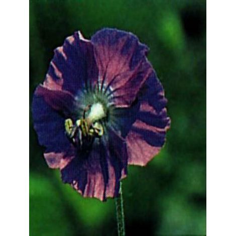 Géranium vivace livide Godet de 8/9 cm (1/4)