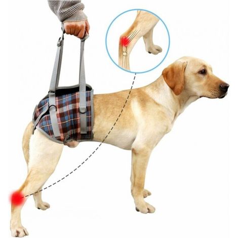 (M) Hundestützgeschirr, verstellbarer Genesungsgurt für die Hinterbeine von Haustieren, Rehabilitationshilfe für ältere Hunde zum Gassigehen mit dem Hund FLITI (1/4)