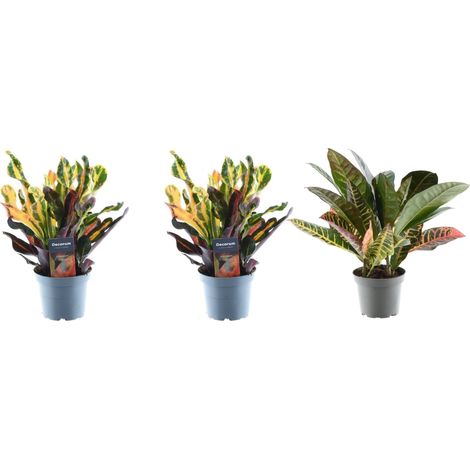 Lot de 3 Croton Codiaeum Mix Plantes d'Intérieur Feuillage Multicolore 30 cm Ø12 cm - PANGIVO (1/4)