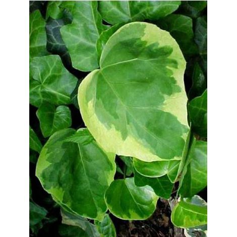 Lierre de Colchide 'Dentata Variegata' Pot de 1L/1,5L