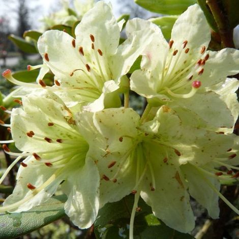 Rhododendron 'Shamrock' 25-30 cm (1/3)