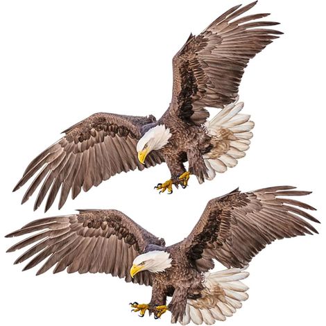 Stickers Muraux Aigle Motif Réaliste 40X80Cm PVC Résistant 2 Pièces Décoration Chambre Adulte Salon (1/5)