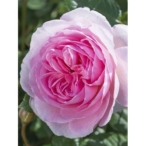 Rosier 'The Ancient Mariner' Pot de 4L/5L (1/3)