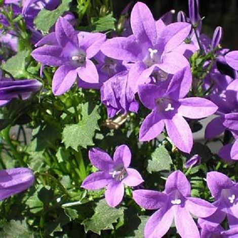 4 x Campanule des murailles - godet 9x9 cm (1/4)