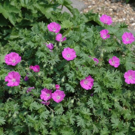 Géranium vivace Max Frei/Godet