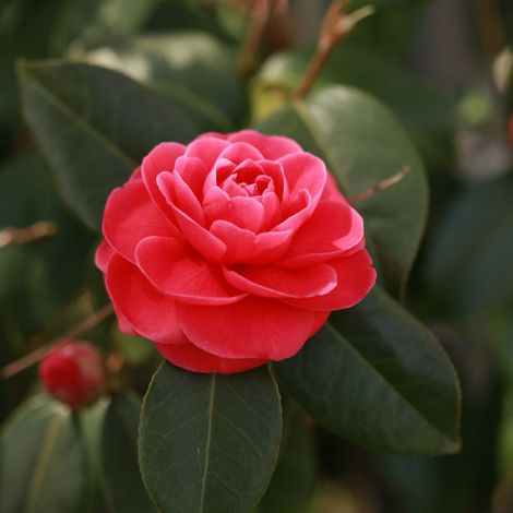 Camélia du Japon Rouge - Camellia japonica 60/80cm (1/4)