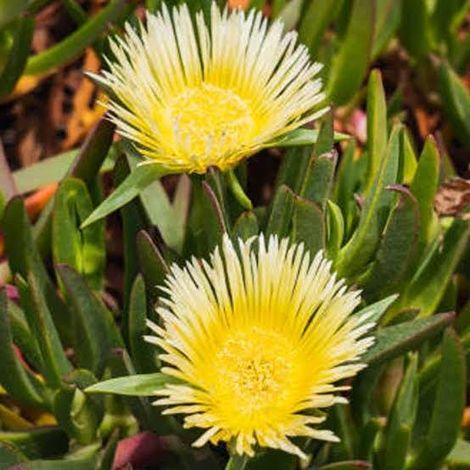 Carpobrotus edulis 2 talee/cuttings (pig plant) giallo/yellow