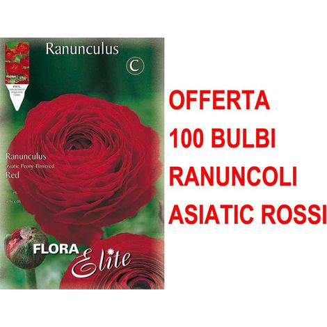 OFFERTA 100 BULBI RANUNCOLO ASIATIC ROSSO