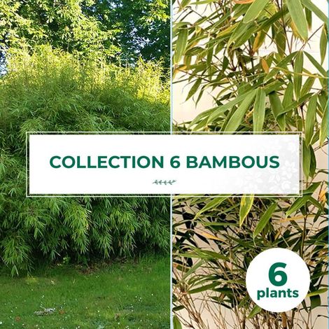 Collection de 6 Bambous (1/2)