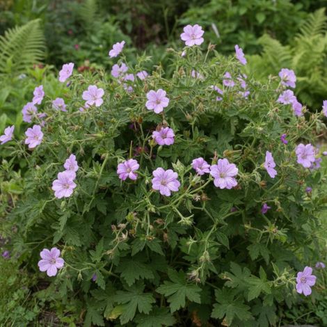 Géranium vivace Claridge Druce/Lot de 3 godets